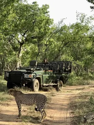 a cheetah standing in front of a jeep and a leopard at Karongwe- Shiduli Safari Lodge in Hoedspruit