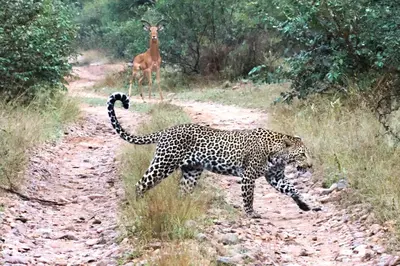 a leopard walking down a dirt road with a gazelle in the background at Karongwe- Shiduli Safari Lodge in Hoedspruit