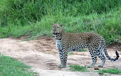 a leopard standing on the side of a dirt road at Karongwe- Shiduli Safari Lodge in Hoedspruit