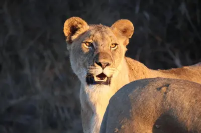 a lion is standing next to a rock at Karongwe- Shiduli Safari Lodge in Hoedspruit