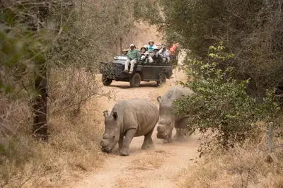a group of people in a jeep on a dirt road with elephants at Karongwe- Shiduli Safari Lodge in Hoedspruit