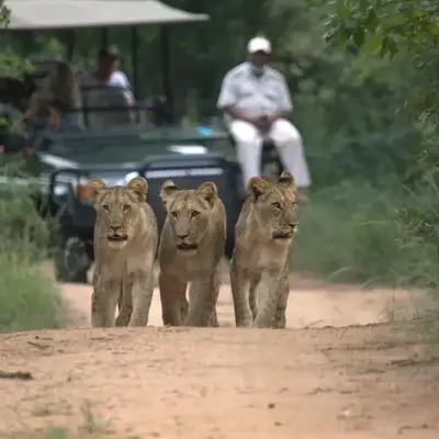 Karongwe- Shiduli Safari Lodge