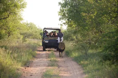 a group of people in a jeep on a dirt road with a bull at Karongwe - Chisomo Safari Camp in Hoedspruit