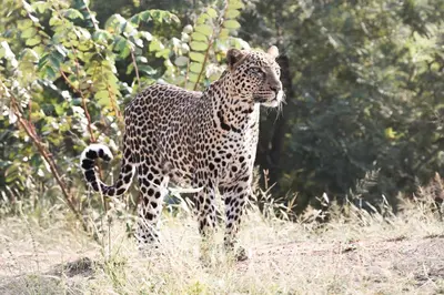a leopard walking in a field of tall grass at Karongwe - Chisomo Safari Camp in Hoedspruit