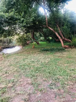 a grass field with a tree and a pond at Sak n pak Kamp in Barberton