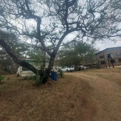 a tree sitting in the middle of a dirt road at Sak n pak Kamp in Barberton