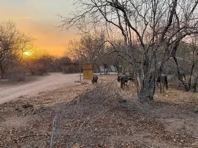 a group of animals walking down a dirt road at Elephant Rest in Marloth Park