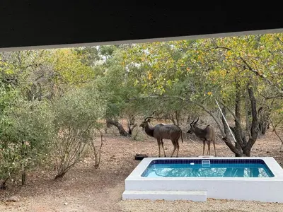 two animals standing on top of a swimming pool at Elephant Rest in Marloth Park