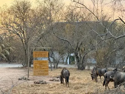 a group of elephants standing around in a field at Elephant Rest in Marloth Park