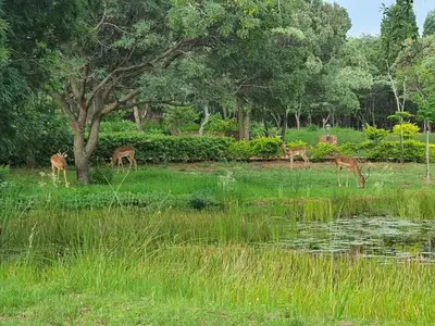 a group of deer grazing in the grass near a pond at Villa Rosa Guest Farm in Eersbewoond