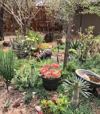 a garden with a bunch of plants and flowers at NIANI HYENA chalet in Hoedspruit