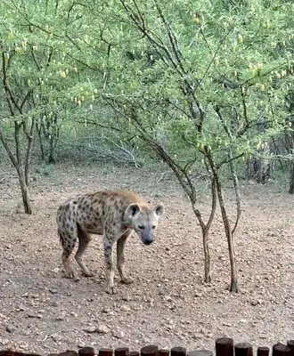a cheetah standing in a field with trees at NIANI HYENA chalet in Hoedspruit