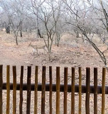 a deer walking in a field behind a fence at NIANI HYENA chalet in Hoedspruit