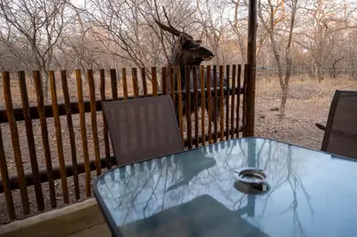a glass table with a deer in a fence at NIANI HYENA chalet in Hoedspruit