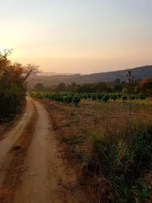 a dirt road in the middle of a field at Ses'fikile