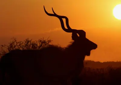 a silhouette of a ram in front of the sunset at Toro River by Newmark in Makalali Game Reserve