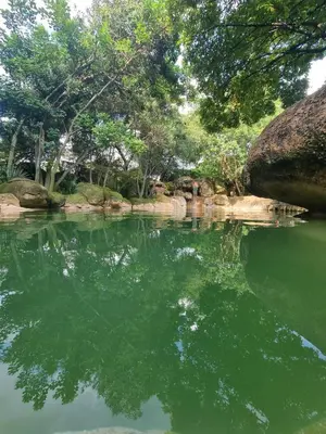 a pond of green water with trees in the background at The 506 Hotel in Midrand