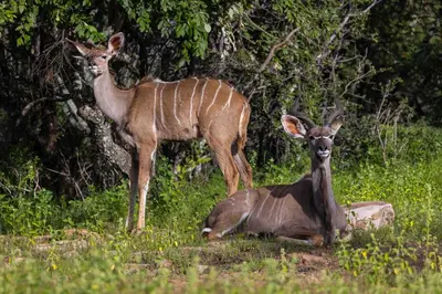 a gazelle and a deer standing in a field at vanDijksRus Farm in The Waterberg Biosphere