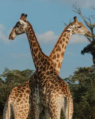 Gallery image of Shambala Private Game Reserve in Vaalwater