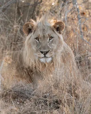 Gallery image of Shambala Private Game Reserve in Vaalwater