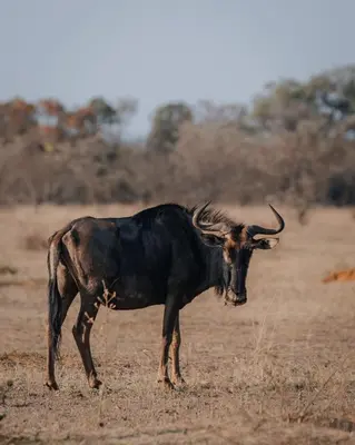 Gallery image of Shambala Private Game Reserve in Vaalwater