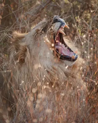 Gallery image of Shambala Private Game Reserve in Vaalwater