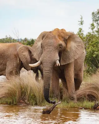 Gallery image of Shambala Private Game Reserve in Vaalwater