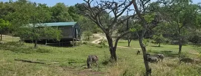 a group of zebras grazing in the grass near a building at Glamping tent in Nelspruit
