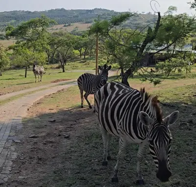 two zebras standing on the side of a dirt road at Glamping tent in Nelspruit