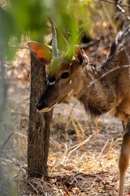 a gazelle is standing next to a tree at Hot Tub Haven - Modimolle in Modimolle