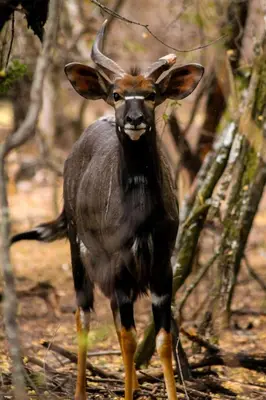 a gazelle standing in the woods at Hot Tub Haven - Modimolle in Modimolle