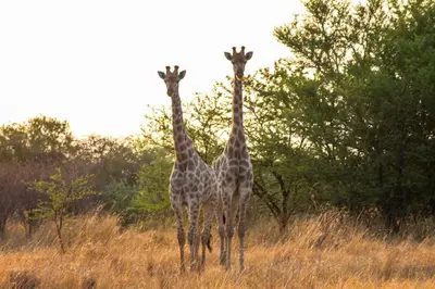 two giraffes standing next to each other in a field at Hot Tub Haven - Modimolle in Modimolle