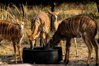 a group of giraffes drinking water from a bucket at Hot Tub Haven - Modimolle in Modimolle