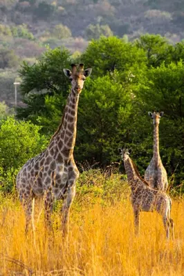 three giraffes standing in a field of tall grass at Hot Tub Haven - Modimolle in Modimolle