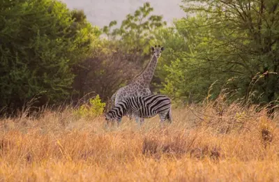 a giraffe and a zebra standing in a field at Hot Tub Haven - Modimolle in Modimolle