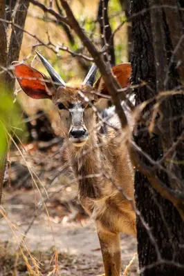 a gazelle is standing next to a tree at The Triangle Retreat - Modimolle in Modimolle