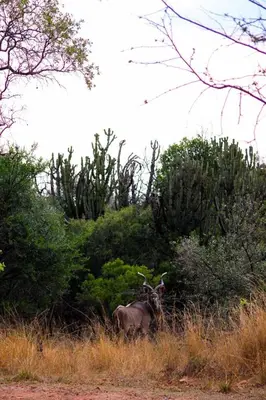 a bull standing in the grass in a field at The Triangle Retreat - Modimolle in Modimolle