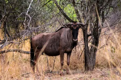 a bull standing next to a tree in a field at The Triangle Retreat - Modimolle in Modimolle