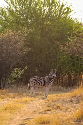 a zebra standing on a dirt road in a field at Trinity Pod - Modimolle in Modimolle