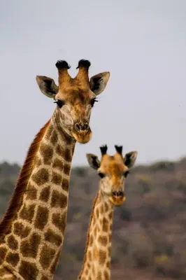 two giraffes are standing next to each other at Trinity Pod - Modimolle in Modimolle