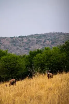 two animals standing in a field of tall grass at Trinity Pod - Modimolle in Modimolle
