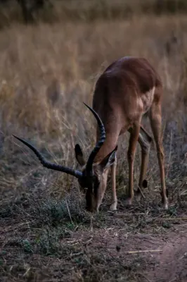 a gazelle with long horns grazing in a field at Trinity Pod - Modimolle in Modimolle