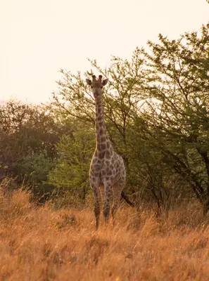 a giraffe standing in a field of tall grass at Braai & Bubbles - Modimolle in Modimolle