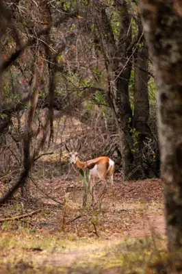 a gazelle standing in the woods at Braai & Bubbles - Modimolle in Modimolle