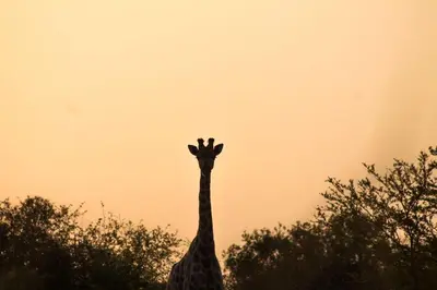 a giraffe standing in front of some trees at Braai & Bubbles - Modimolle in Modimolle