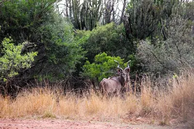 an animal with horns standing in the tall grass at Braai & Bubbles - Modimolle in Modimolle