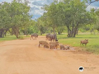 a herd of animals crossing a dirt road at Sarabi Lodge - Zebula in Warmbaths