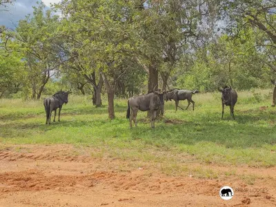 a group of wild animals standing in a field at Sarabi Lodge - Zebula in Warmbaths