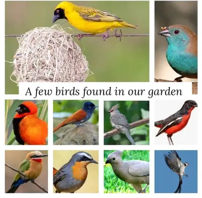 a collage of pictures of different birds at Bufflesdrift Bush and Birding in Pretoria