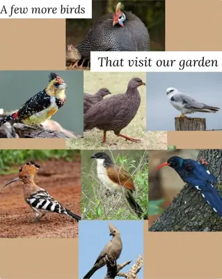 a collage of pictures of different types of birds at Bufflesdrift Bush and Birding in Pretoria